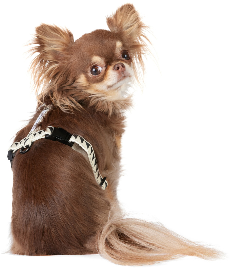See Scout Sleep Off-White & Black Extra Small Nice Grill Standard Collar