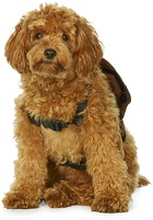 BAPE Brown Baby Milo Backpack Dog Harness