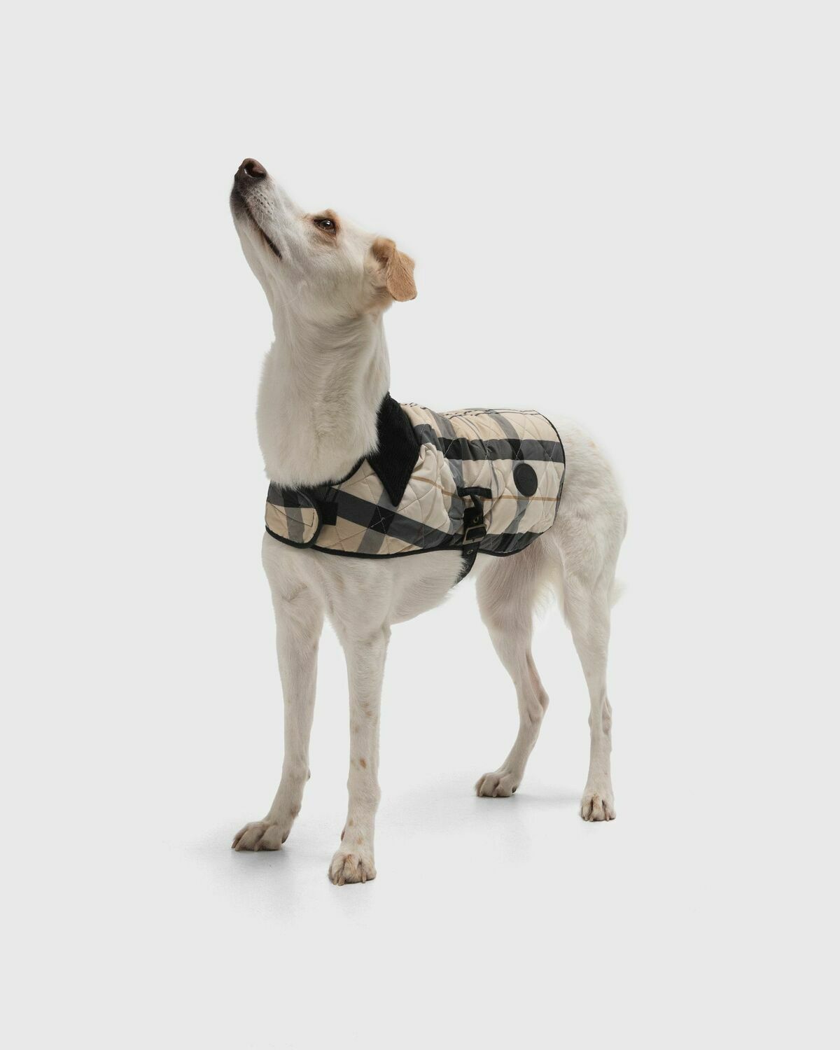Barbour Tartan Coat Beige Mens Pet Care