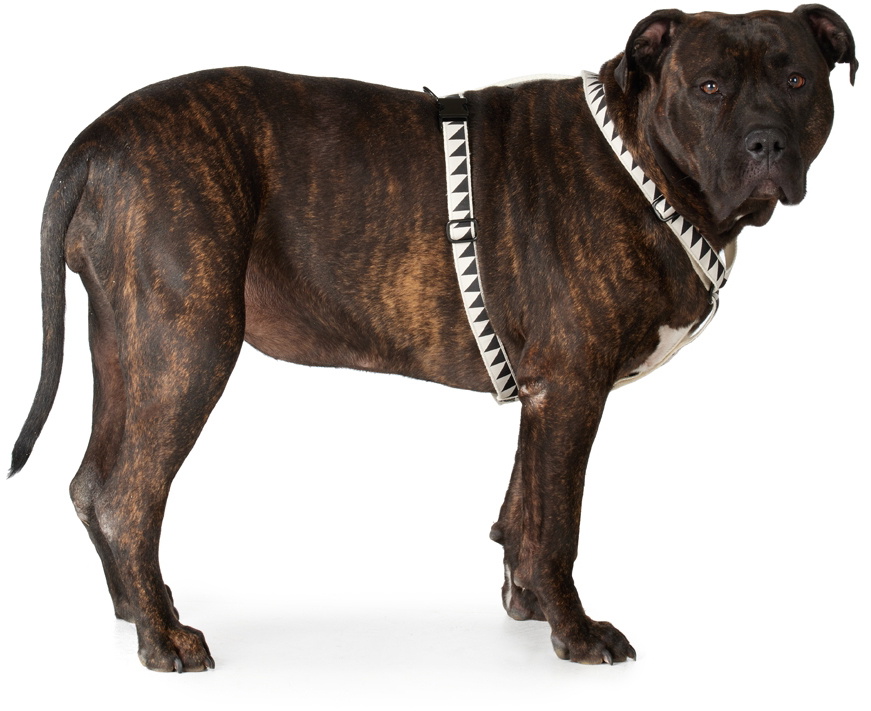 See Scout Sleep Off-White & Black Extra Large Nice Grill Standard Harness