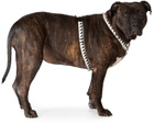 See Scout Sleep Off-White & Black Extra Large Nice Grill Standard Harness