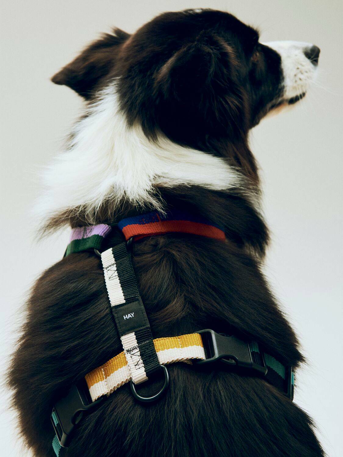 HAY Dog Harness