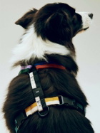 HAY Dog Harness