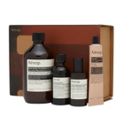 Aesop Screen 1 Elaborate Home Offering Set in Multi 