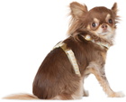 See Scout Sleep Beige & Off-White Extra Small Nice Grill Standard Collar