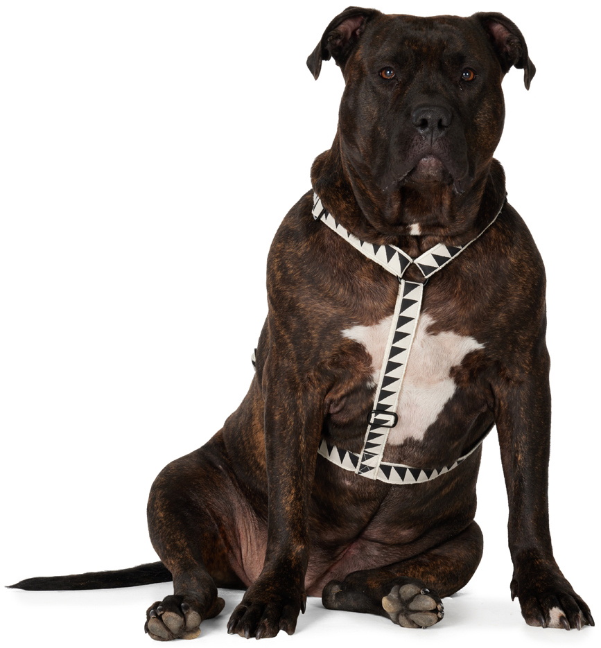 See Scout Sleep Off-White & Black Extra Large Nice Grill Standard Harness