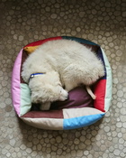 Hay Hay Dogs Bed Multi - Mens - Home Deco