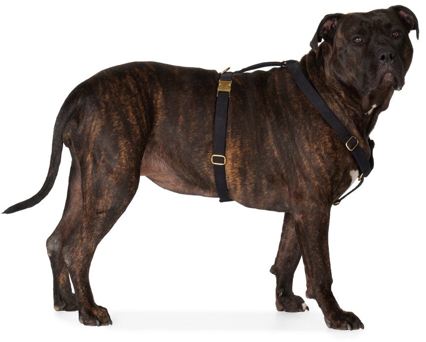 See Scout Sleep Black The Scot Extra Large Original Harness