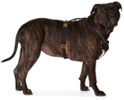 See Scout Sleep Black The Scot Extra Large Original Harness