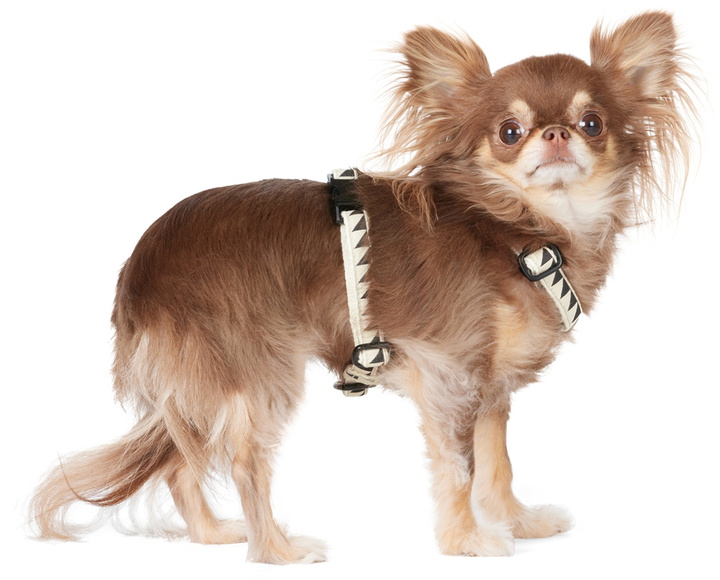 Photo: See Scout Sleep Off-White & Black Extra Small Nice Grill Standard Collar