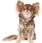 See Scout Sleep Off-White & Black Extra Small Nice Grill Standard Collar
