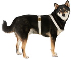 See Scout Sleep Beige 'The Scot' Medium Standard Harness