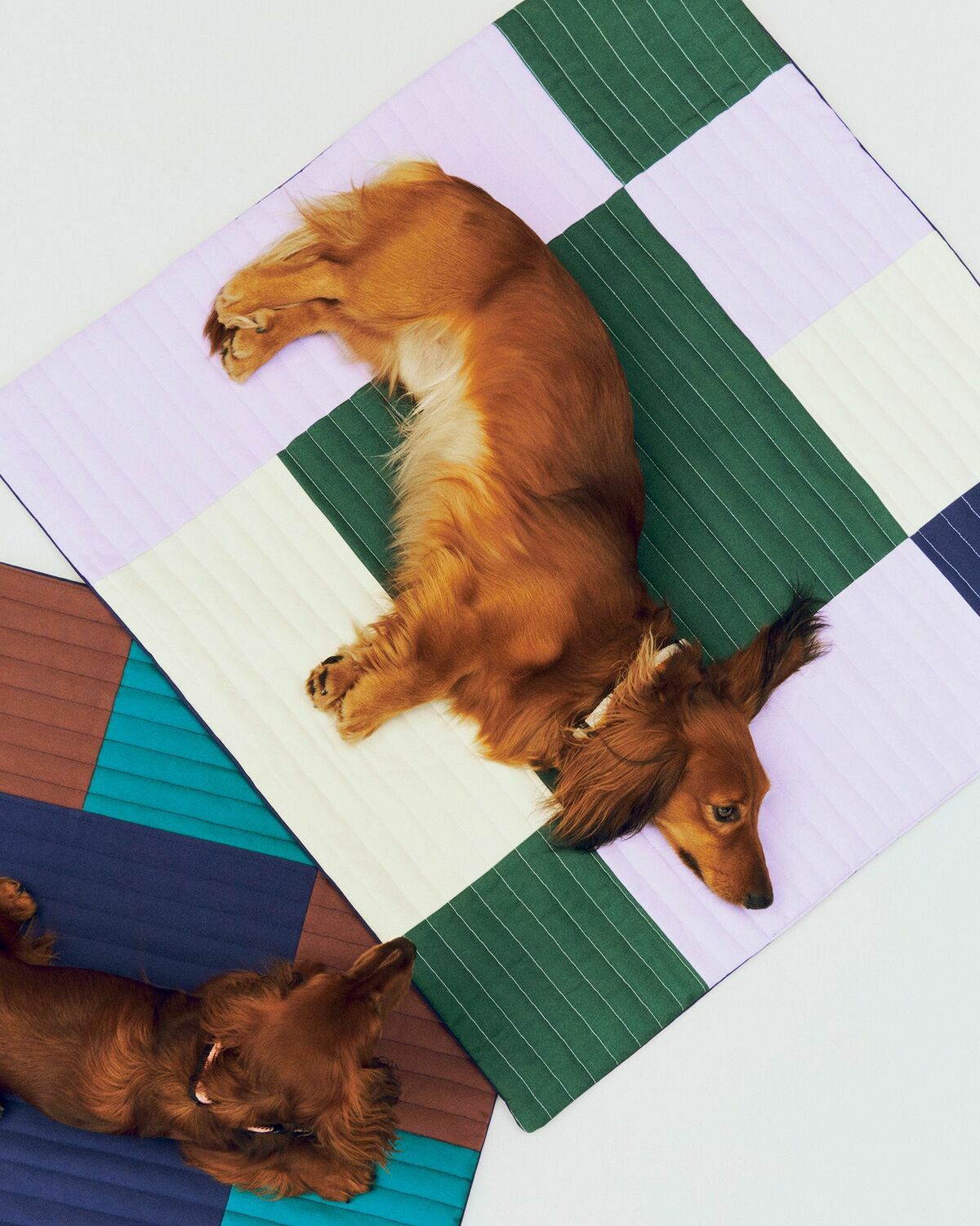 HAY HAY Dogs Travel Blanket-80 x 80 Multi-color Mens Pet Care