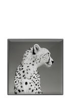 Chantecaille -luminescent Eye Shades - Cheetah – Female – Eyeshadow